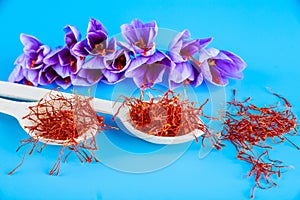 Saffron flower, saffron stamens in a spoon and scattered on a blue background.