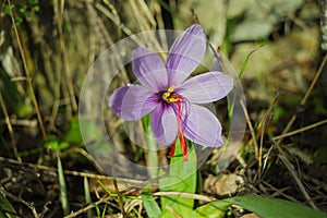 Saffron flower violet petals and red pistil