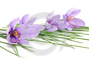 Saffron flowers