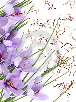 Saffron flowers