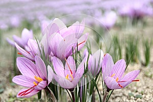 Saffron flowers photo