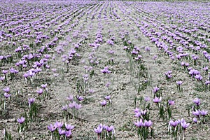 Saffron flowers photo
