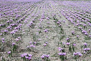 Saffron flowers