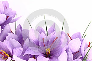 Saffron flowers photo