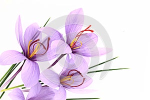 Saffron flowers photo