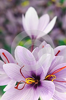 Saffron flowers