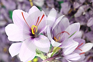 Saffron flowers