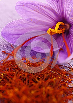 Saffron flowers