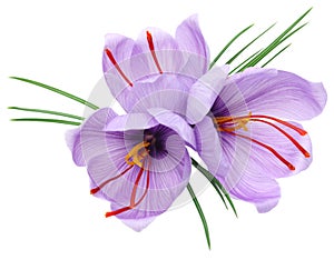 Saffron flowers