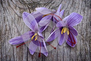 Saffron flowers (Crocus sativus)