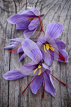 Saffron flowers (Crocus sativus)