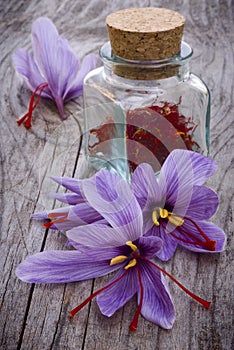 Saffron flowers (Crocus sativus)