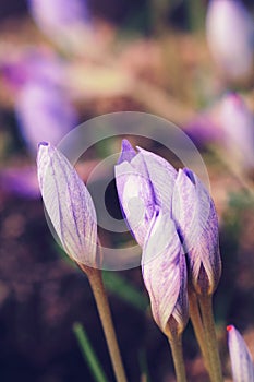 Saffron Flowers Crocus speciosus