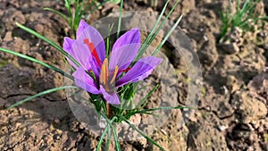 Saffron flowers in the field. The most expensive spice.