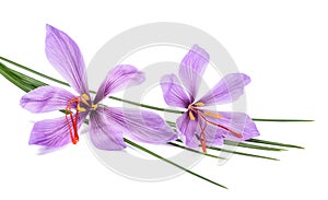 Saffron flowers
