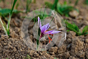 Saffron flowers at harvest time on the field