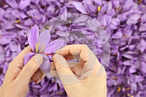 Saffron flowers photo