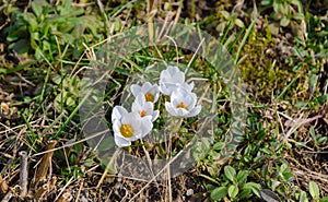 Saffron is grown in open ground and in pots. Crocuses bloom in early spring