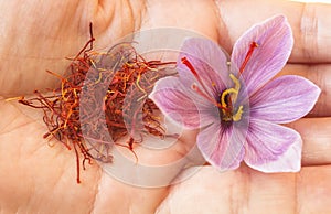 Saffron in a hand and saffron flower