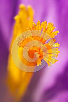 Saffron inside of crocus
