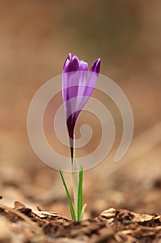 Saffron, isolated spring flower in the ground