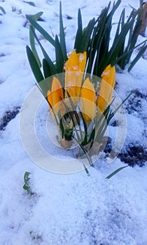 Saffron (lat. Crocus) grows in a flower bed in the snow. yellow flowers close-up.