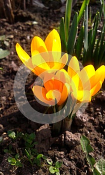 Saffron (lat. Crocus) yellow close-up.