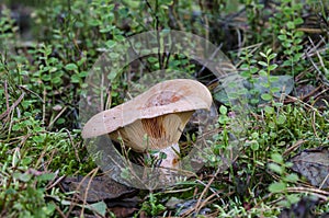 Saffron milk cap