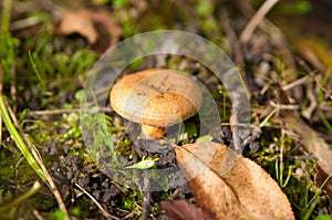 Saffron milk cap photo