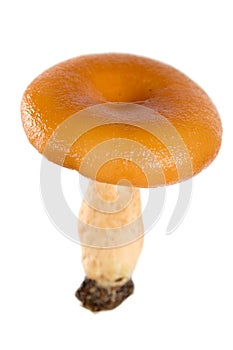 Saffron milk cap