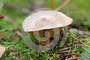 Saffron milk cap