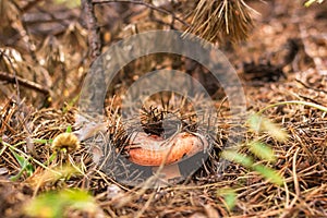 Saffron milk cap grows in the fallen needles in coniferous forest, mushroom picking season, selective focus, close up