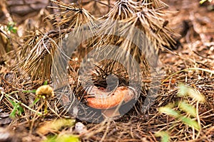 Saffron milk cap grows in fallen needles in coniferous forest, mushroom picking season, selective focus, close up