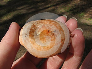 Saffron milk cap in hand in the forest on a sunny summer day