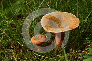 Saffron milk cap (Lactarius deliciosus) mushroom.