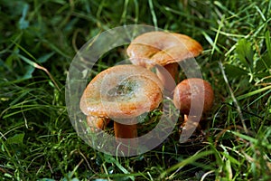 Saffron milk cap (Lactarius deliciosus) mushroom.