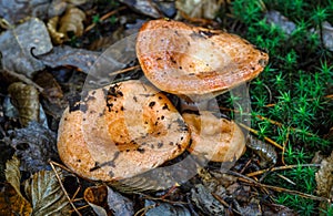 Saffron milk cap Lactarius deliciosus mushroom. aka red pine mushrooms aka Lactarius deliciosus in a grass., delicious edible