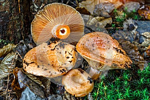 Saffron milk cap Lactarius deliciosus mushroom. aka red pine mushrooms aka Lactarius deliciosus in a grass., delicious edible