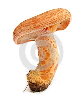 Saffron milk cap Lactarius deliciosus orange mushr photo