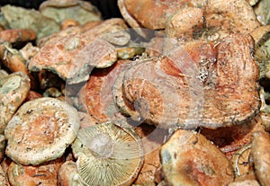 Saffron milk cap mushroom or Lactarius deliciosus, red pine mushroom. Lactarius semisanguifluus mushrooms pattern