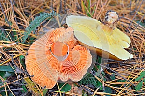 Saffron milk cap and penny bun mushroom