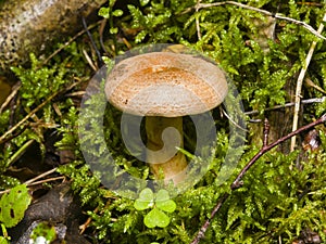 Saffron milk cap or Red pine mushroom, Lactarius deliciosus, in moss, selective focus, shallow DOF