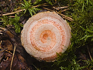 Saffron milk cap or Red pine mushroom, Lactarius deliciosus, in moss, selective focus, shallow DOF