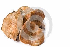 Saffron milk caps isolated on white.