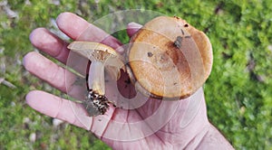 Saffron milk caps or lactarius deliciosus