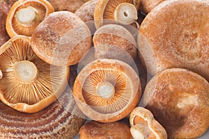 Saffron milk caps or lactarius deliciosus