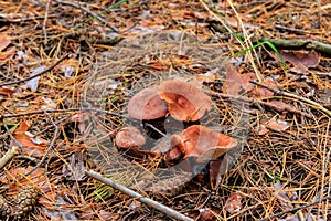 Saffron Milkcap or pine mushrooms (Lactarius deliciosus) in pine forest at autumn