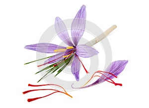 Saffron petal stigmas and flowers photo