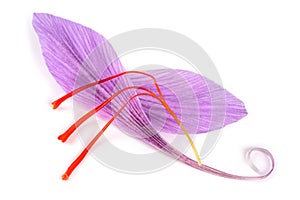 Saffron petal with stigmas