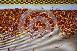 Saffron separation process, Crocus threads pile on separator, close up